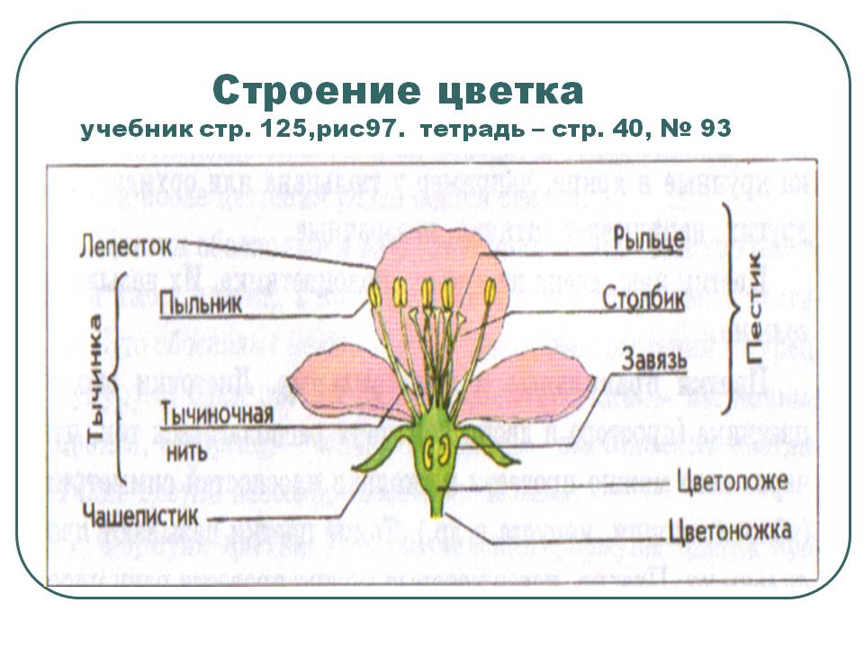 Биология 6 класс строение цветка параграф