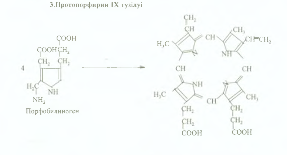 Протопорфирин