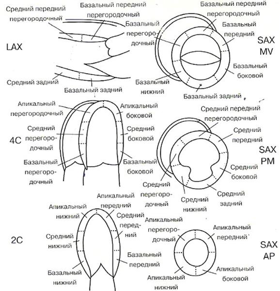 Сегменты сердца на узи схема