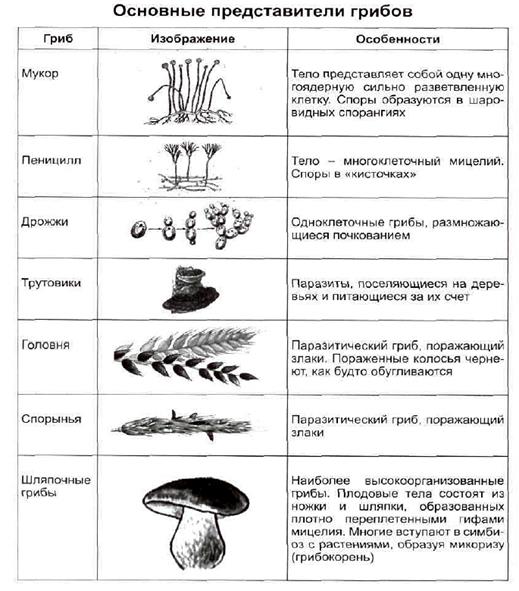 Чем отличаются лишайники от грибов