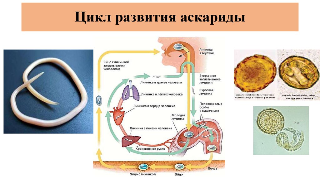 В каких органах личинки аскариды. Цикл жизни аскариды человеческой. Жизненные циклы паразитических червей аскарида. Схема развития аскариды 7 класс. Цикл развития аскариды схема.