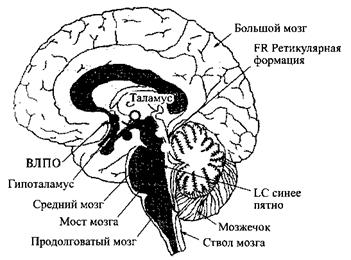 Центр сна в мозге