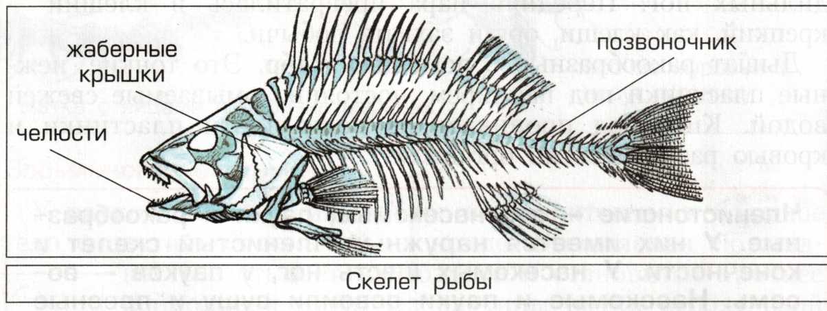Скелет рыб 7 класс. Скелет рыбы строение. Скелет рыбы анатомия. Скелет рыбы схема. Скелет рыбы с названиями.