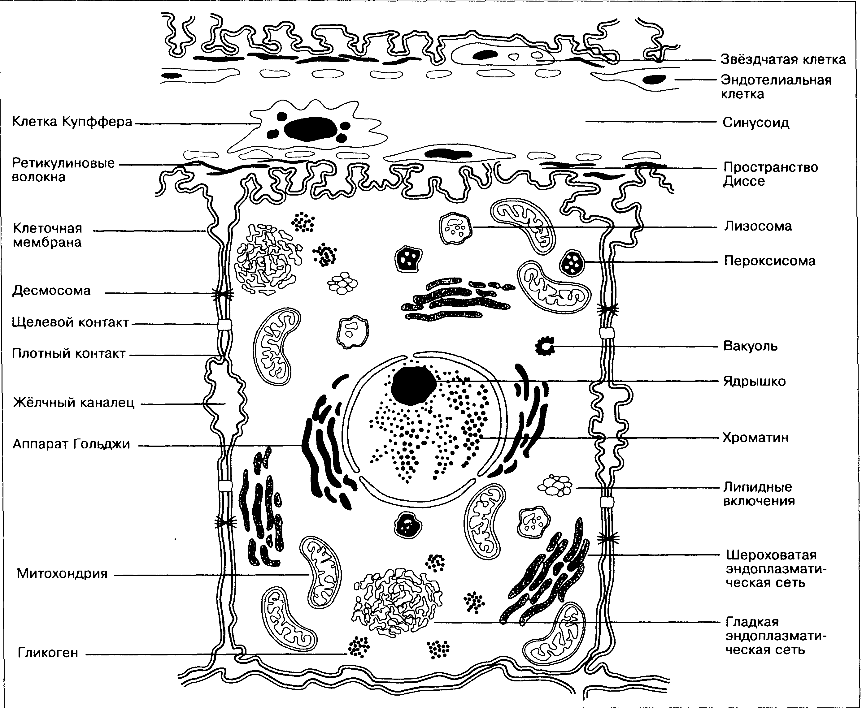 Форма клетки печени. Схема строения гепатоцита. Гепатоциты строение и функции. Строение клетки печени человека. Строение гепатоцита печени.