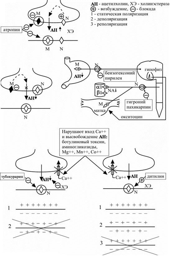 Используя рисунок объясните действие холиноблокаторов на глаз и механизм сопутствующих эффектов