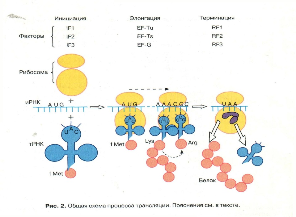 Инициация у прокариот. Биосинтез белка эукариот схема. Элонгация трансляции у прокариот. Трансляция белка инициация элонгация терминация. Схема этапы биосинтеза РНК инициация элонгация терминация.