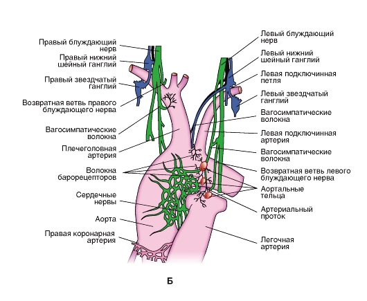 Правый блуждающий нерв. Блуждающий нерв топография схема. Блуждающий нерв основные ветви. Левый блуждающий нерв. Левый блуждающий нерв топография.