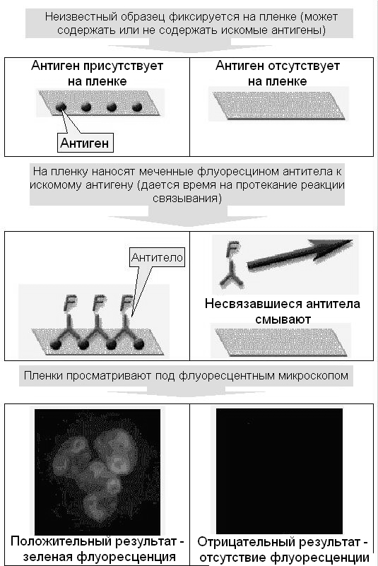 Радиоиммунный анализ схема