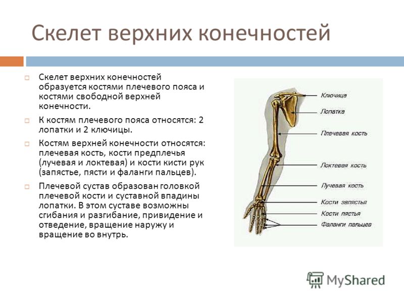 Соединение кости нижней конечности. Строение и соединение костей свободной верхней конечности. Тип соединения скелета верхних конечностей. Суставы свободной верхней конечности анатомия таблица. Скелет верхней конечности. Соединения плечевого пояса.