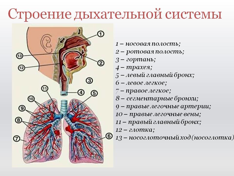 Воздухоносную функцию выполняет. Общая схема строения дыхательной системы. Строение системы дыхания и ее функции. Анатомические структуры системы органов дыхания. Схема строения органов дыхательной системы.