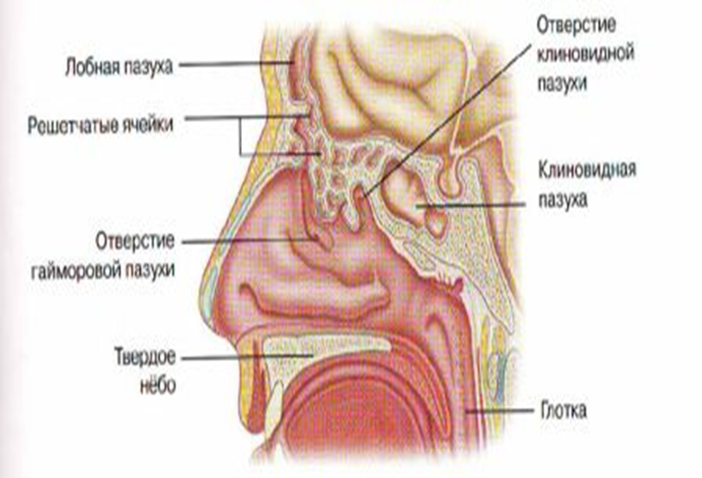 Полость носа и гортань. Пазухи носовой полости анатомия. Полость носа строение. Строение носовой полости и гортани.
