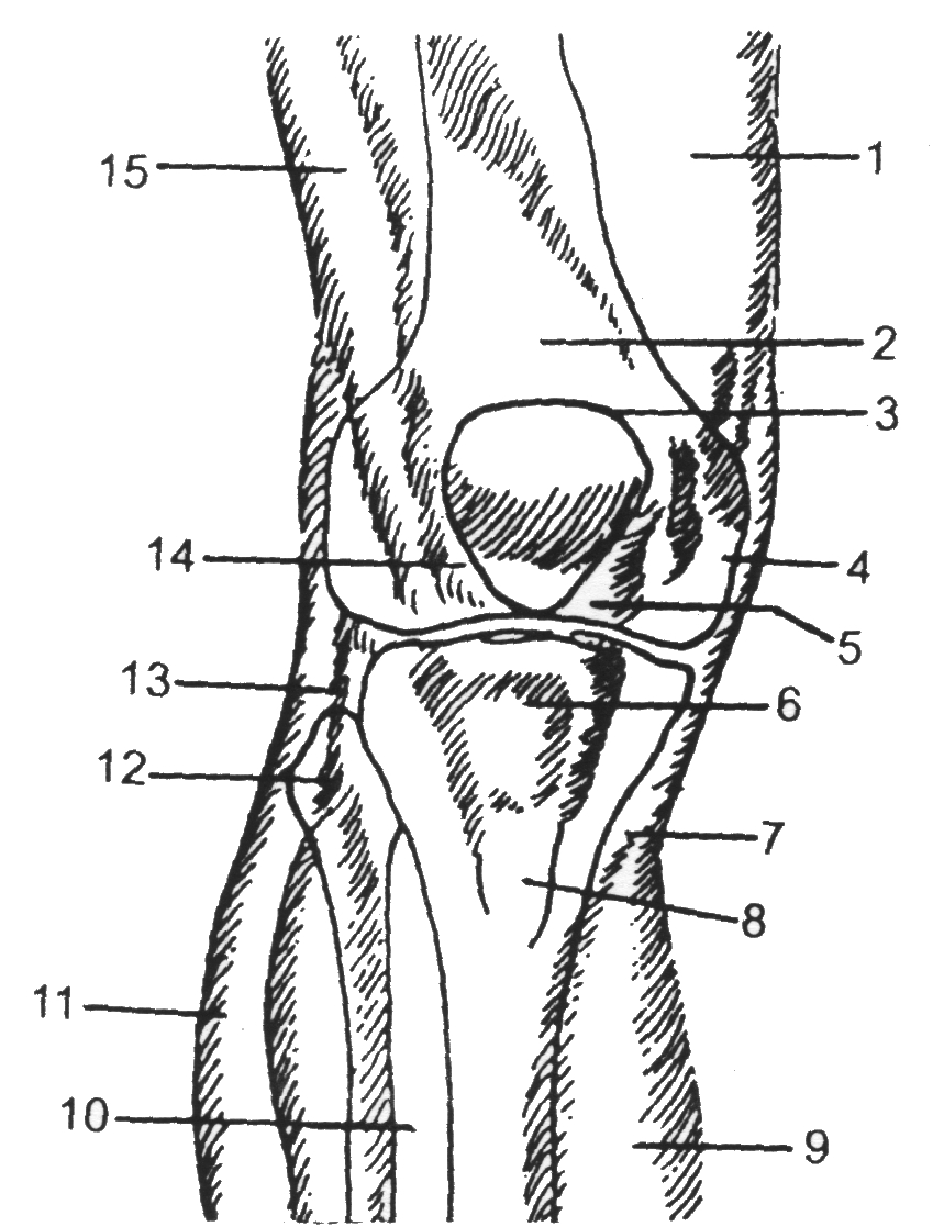 Как устроено колено. Завороты коленного сустава анатомия. Синовиальные завороты коленного сустава. Топография коленного сустава. Строение коленного сустава топографическая анатомия.