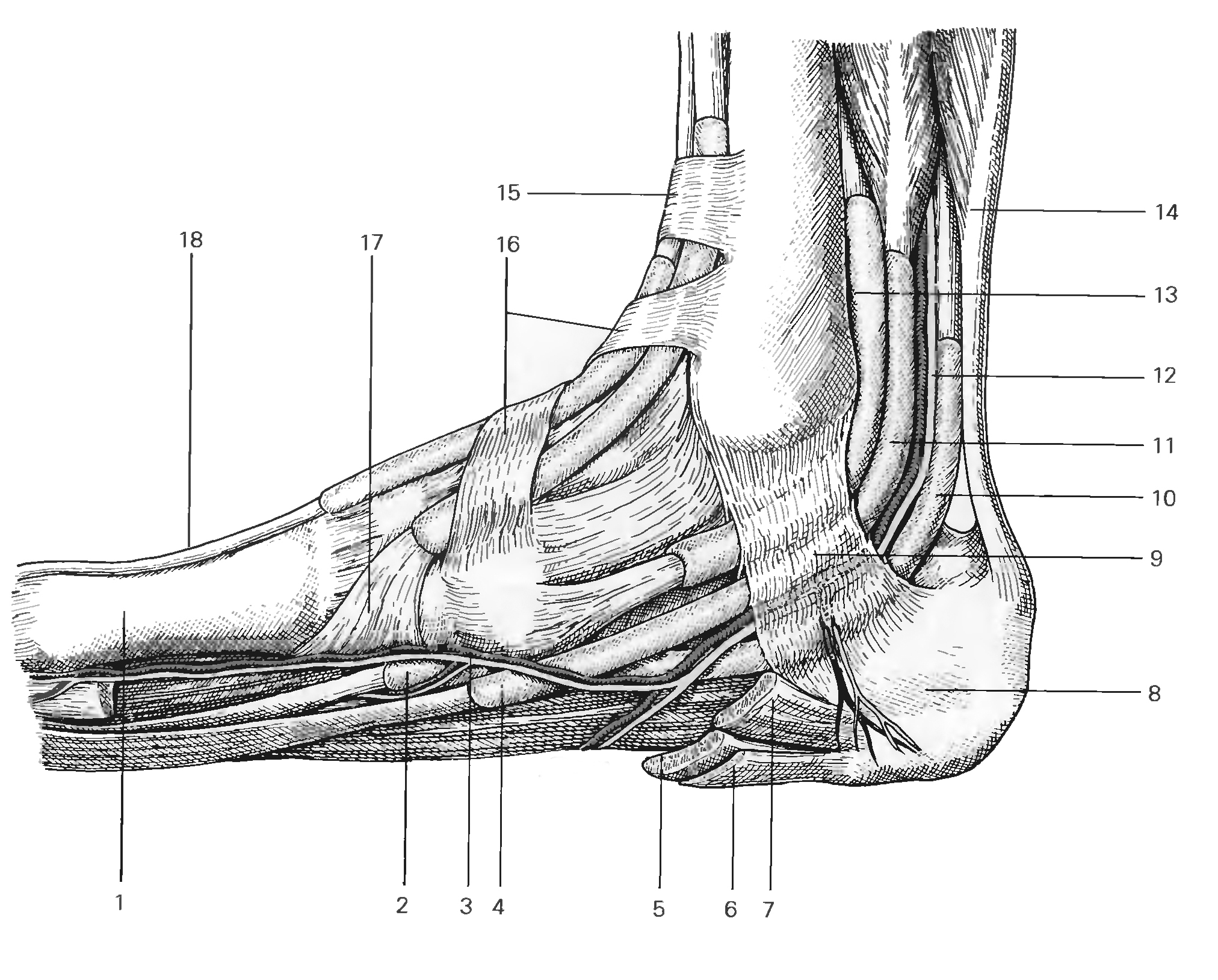 Голеностопный сустав анатомия строение