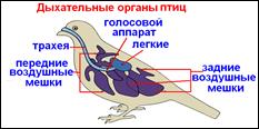 У рептилий двойное дыхание. Схема процесса двойного дыхания птицы. Двойное дыхание у птиц. Система дыхания у птиц. Эволюция дыхательной системы птиц.