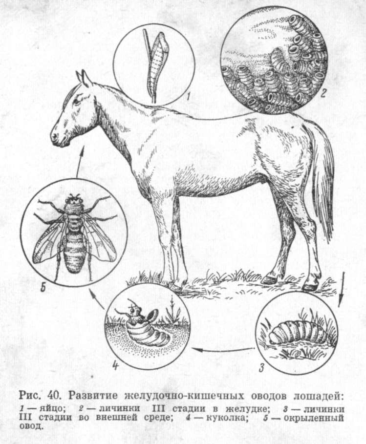 Аскариды лошади. Цикл развития носоглоточного овода. Цикл развития желудочного овода. Цикл развития полостного овода. Желудочный Овод лошадей личинки.