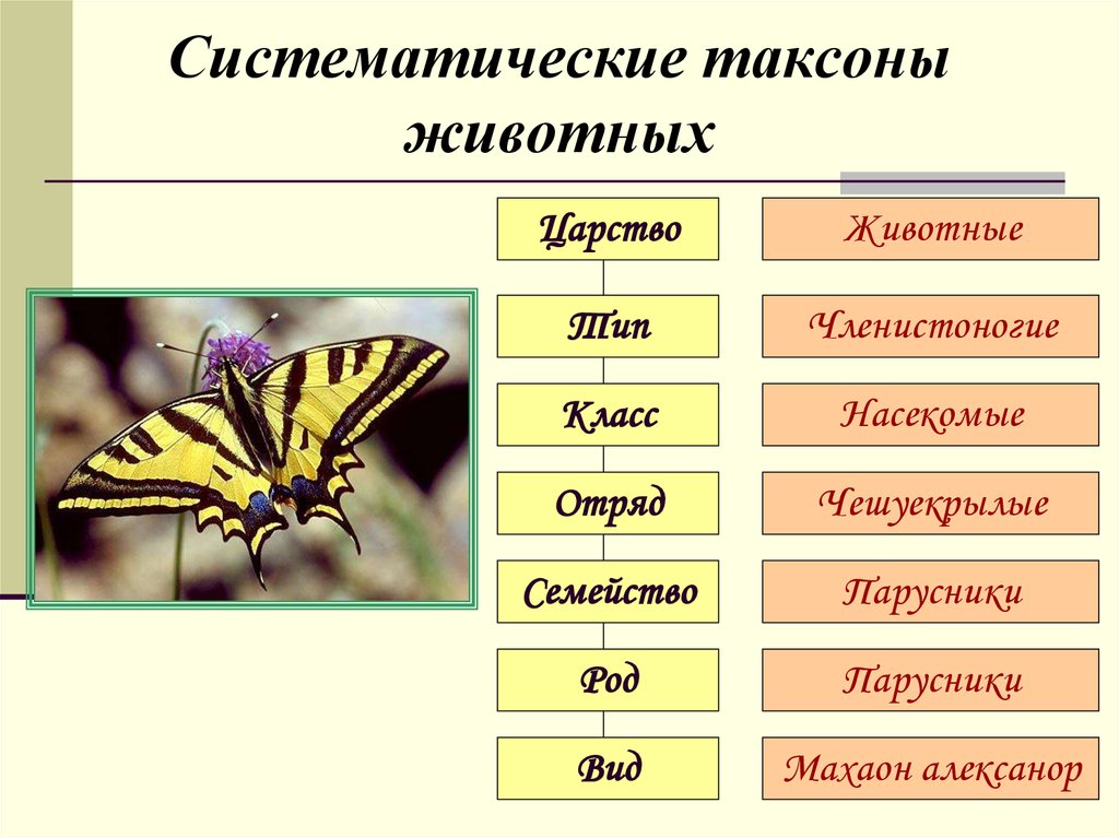 Полное многообразие. Таксоны царство Тип класс отряд. Классификация животных таксоны. Таксономические единицы царства животных. Группа таксонов биология.