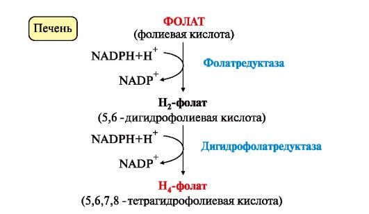 Фолиевый цикл. Синтез н4 фолата. Н4 фолат формула. Синтез фолиевой кислоты схема. Синтез фолиевой кислоты в организме.