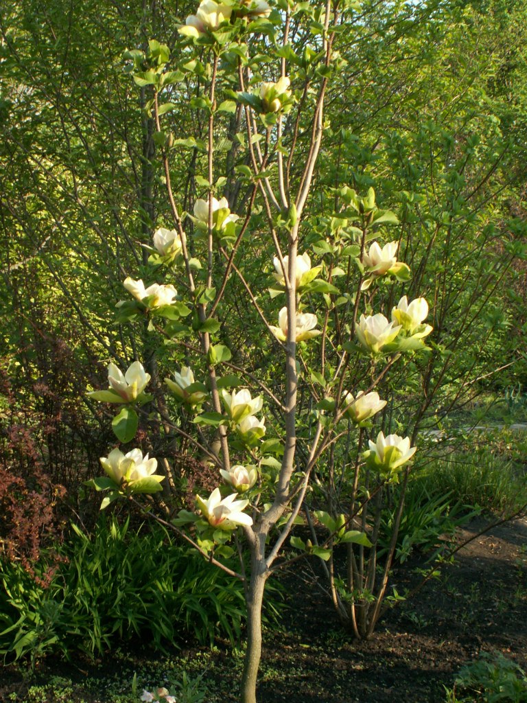 Магнолия дженни описание. Магнолия сенсейшен. Magnolia 'Sunsation'. Магнолия гибридная сенсация Magnolia Sunsation. Магнолия мелкоцветковая.