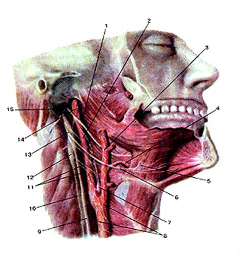 Языкоглоточный блуждающий нерв. Подъязычный нерв и Сонная артерия. Языкоглоточный нерв. Языкоглоточный анатомия. Подъязычный нерв блуждающий языкоглоточный анатомия.