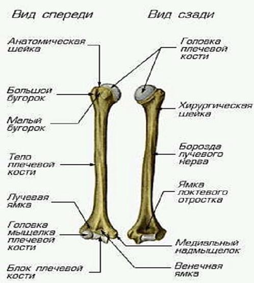 Плечевая кость латынь. Борозда лучевого нерва плечевой кости. Плечевая кость борозда локтевого нерва. Борозда локтевого нерва плечевой кости. Строение плеча кости.