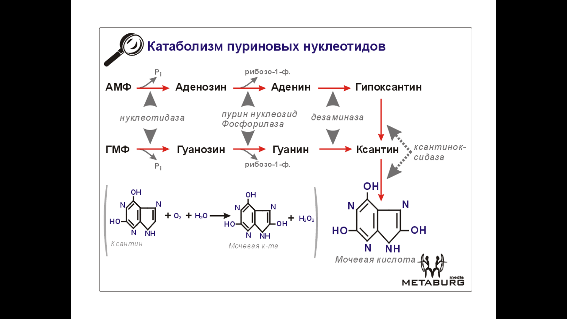 Распад кислоты. Катаболизм пуриновых нуклеотидов реакции. Продукты катаболизма пуриновых нуклеотидов. Конечным продуктом катаболизма пуриновых нуклеотидов является. Схема катаболизма пуриновых нуклеотидов.