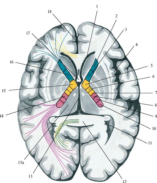 Проводящие системы головного мозга. Внутренняя капсула конечного мозга. Базальные ядра внутренняя капсула. Внутренняя капсула мозга анатомия. Горизонтальный разрез головного мозга базальные ядра.