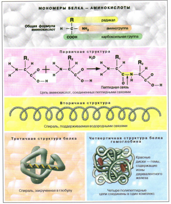 Белки биологические полимеры мономерами. Белок формула структура. Строение аминокислоты белка биология. Строение органических веществ белки.