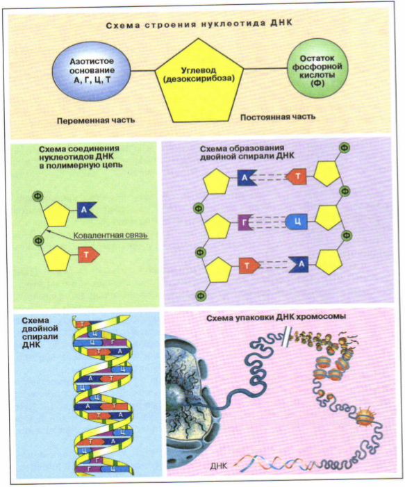 Соединение в днк клетки. Строение нуклеиновые кислоты ДНК схема. Схема строения нуклеотида ДНК И РНК. Нуклеиновые кислоты схема строения нуклеотида. Структуры ДНК РНК АТФ.