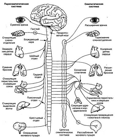Биология 8 класс автономный отдел нервной системы. Соматический и вегетативный отделы нервной системы схема. Соматическая нервная система человека схема. Вегетативная нервная система анатомия. Нервная система соматическая и вегетативная схема.