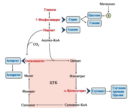 Гликогенные и кетогенные аминокислоты
