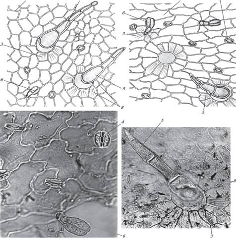 Микроскопический анализ лекарственного растительного. Листья мать и мачехи микроскопия. Листья подорожника большого микроскопия. Микроскопия листа купены лекарственной. Микроскопия листа крапивы двудомной.