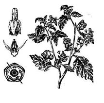 На рисунке 1 изображено растение и внутреннее