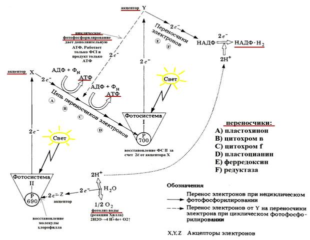 Схема нециклического фосфорилирования