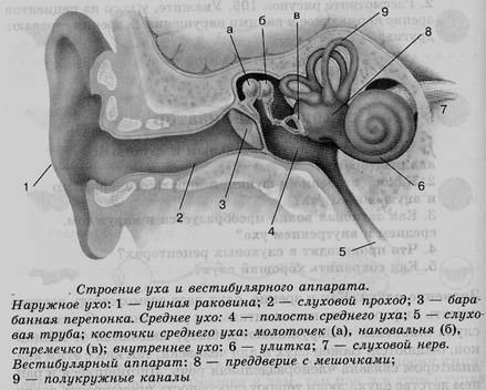 Реферат: Строение органа слуха
