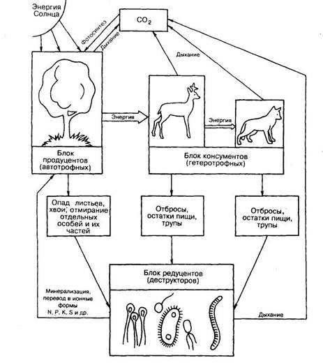 Схема пищевой цепи лесного биоценоза ответы