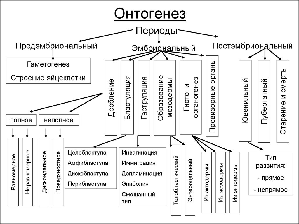 Периоды онтогенеза человека. Этапы онтогенеза схема. Периоды онтогенеза схема. Индивидуальное развитие организма схема. Граф логической структуры этапов онтогенеза.