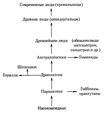 Этапы эволюции человека схема