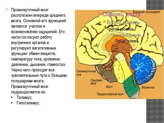 Промежуточный мозг 8 класс биология. Промежуточный мозг расположение строение функции. Промежуточный мозг строение. Функции промежуточного головного мозга. Основные функции промежуточного мозга.