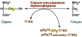 Фолиевый цикл. Реакции с участием витамина в9. Реакции с витамином в12. Коферментная форма витамина в9. Реакции с участием витамина в12.