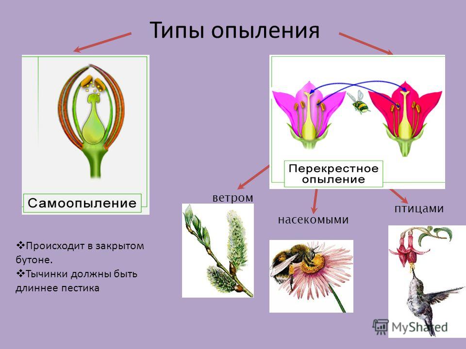 Какой тип питания характерен для тюльпана. Способы опыления цветков 6 класс биология. Биология 6 класс тема опыление растений. Самоопыление и перекрестное опыление у растений. Схема опыления цветковых растений.