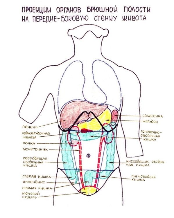 Живот стенки полости живота. Области живота схема проекция органов. Топография органов брюшной полости схема. Проекция органов на переднюю брюшную стенку. Проекция органов пищеварения на переднюю брюшную стенку.