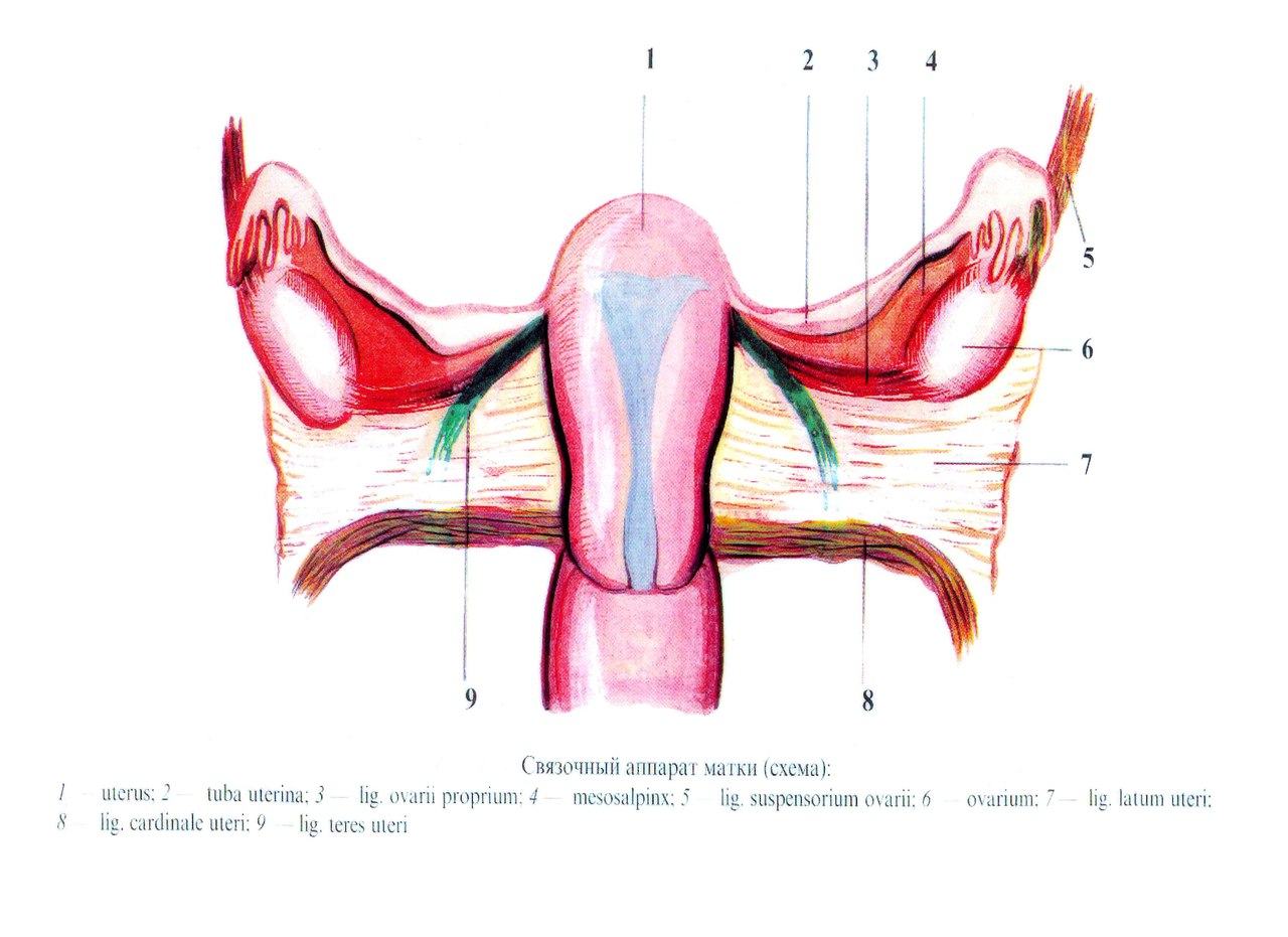 Яичник прикреплен к стенке таза посредством связок