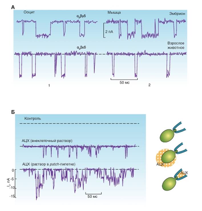 Patch method. Вторичные мессенджеры физиология воспаление. Patch-Clamp конфигурации.