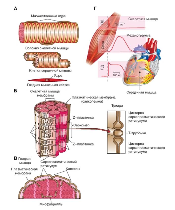 Строение скелетного мышечного волокна. Мышечная гладкая строение. Структура мышечного волокна физиология. Структуры скелетного мышечного волокна физиология. Строение гладко мышечного волокна.