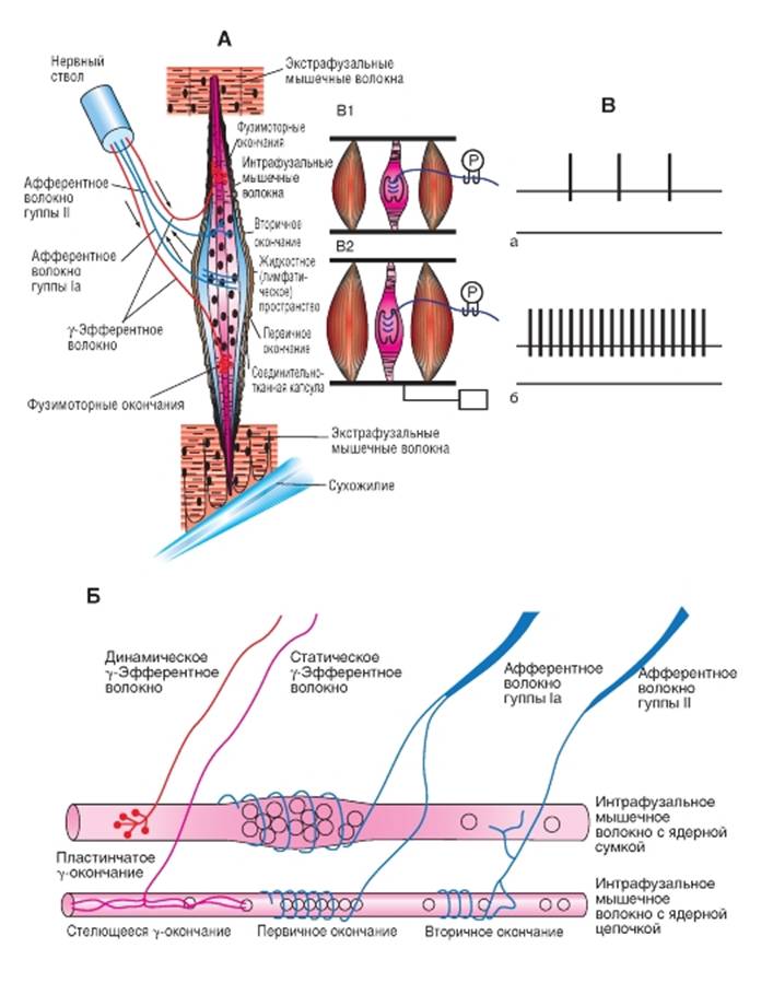 Рецепторы мышц. Мышечные рецепторы или рецепторы растяжения 2 ответа. Экстрафузальные мышечные волокна схема. Мышечный Рецептор растяжения схема. Интрафузальные волокна мышечного рецептора.