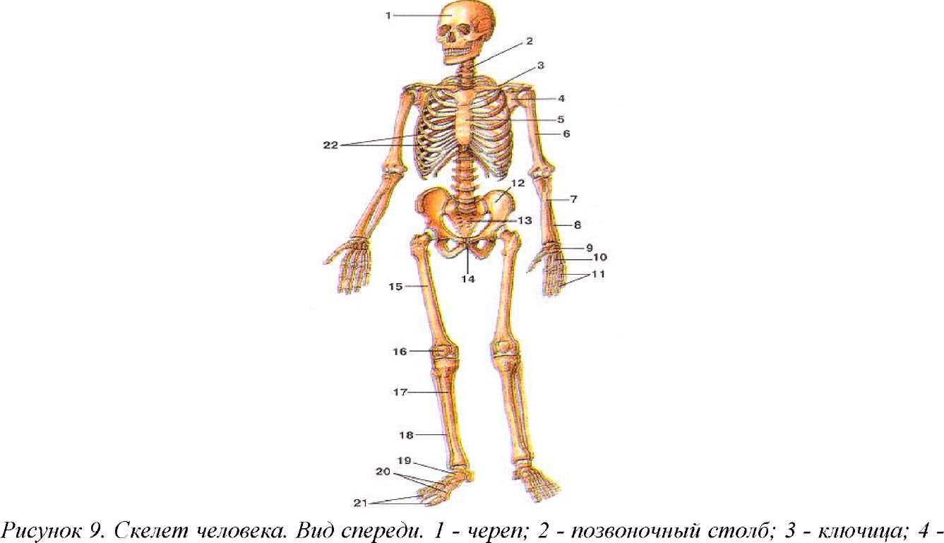 Человек часть биология. Скелет человека спереди биология 8 класс. Скелет человека рис 13 учебник биологии 8 класс. Скелет человека 8 класс биология из учебника. Схема строения скелета человека 8 класс биология.