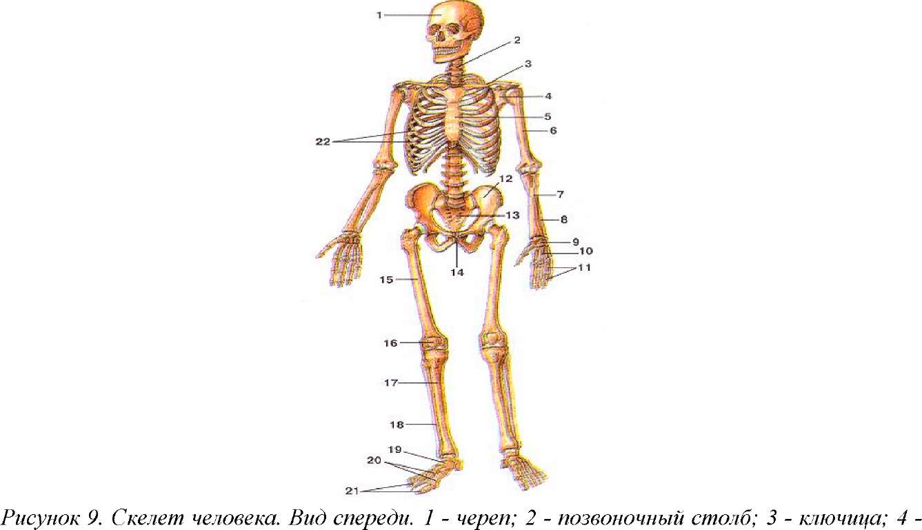 Человек часть биология