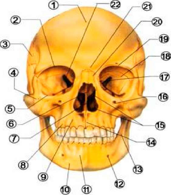 Строение 26. Кости лица человека анатомия. Надбровная кость. Надбровных дуг анатомия.