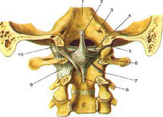 Соединения между затылочной костью. Атлантозатылочный сустав анатомия. Атланто затылочный сустав Атлант. Атланто затылочный сустав анатомия. Соединение атлантозатылочный сустава.