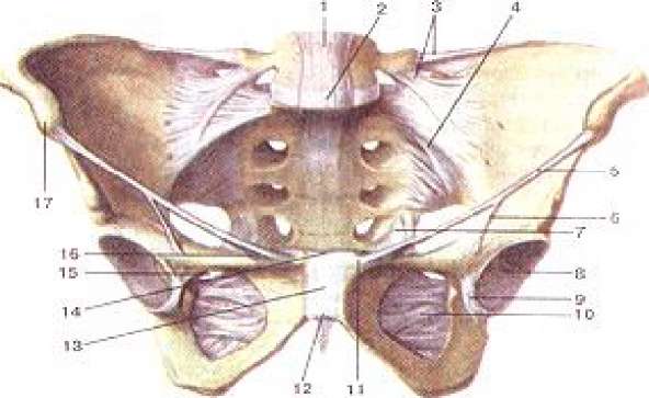 Соединение лобковых костей. Лобковые кости соединяются друг с другом. Tuberculum pubicum. Juncturae pelvis. Lig pubicum Superius.